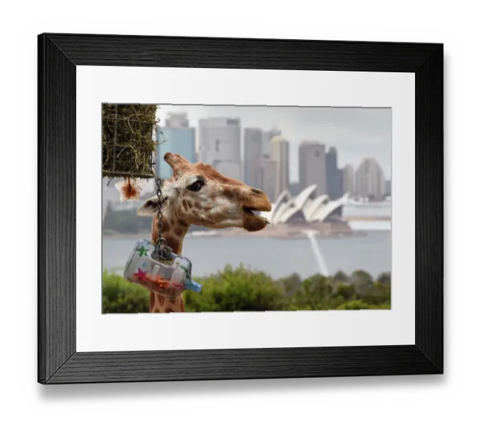 Framed Print : Australia-Animal-Tamarin