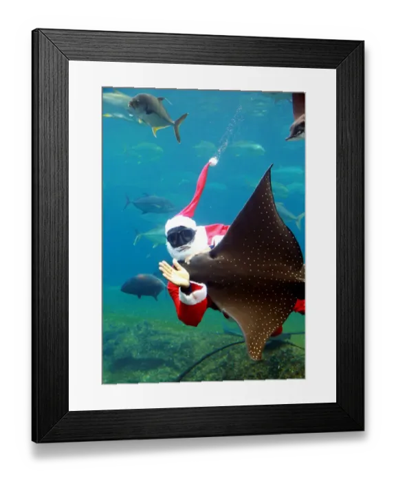 Framed Print : Safrica-Christmas-Aquarium-Feature