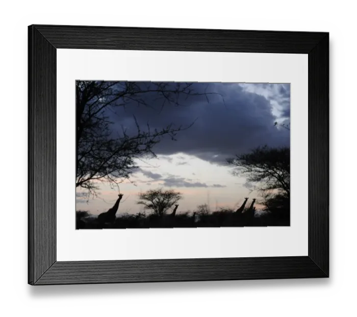 Framed Print : Kenya-Kws-Meru-Giraffe Herd