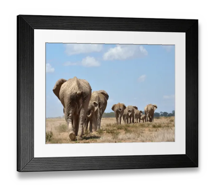 Framed Print : Kenya-Amboseli-Elephants-Ivory Framed Print : Kenya-Amboseli-Elephants-Ivory
