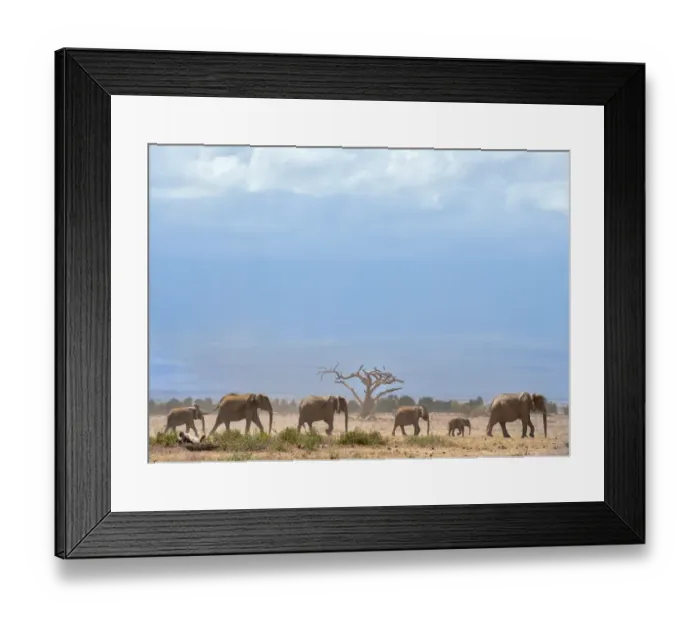 Framed Print : Kenya-Wildlife-Elephants Framed Print : Kenya-Wildlife-Elephants