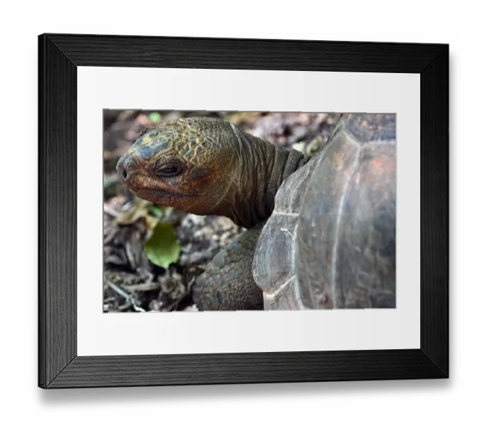 Framed Print : Tanzania-Zanzibar-Animal-Tortoises Framed Print : Tanzania-Zanzibar-Animal-Tortoises