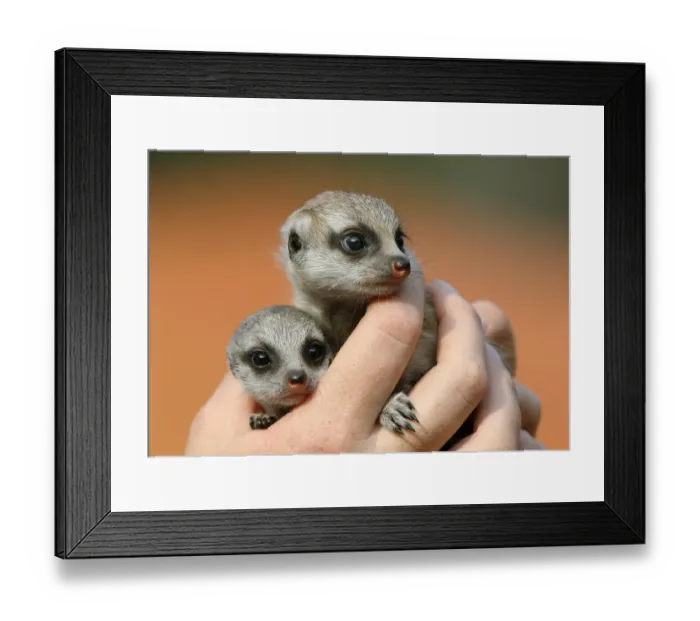 Framed Print : Australia-Zoo-Meerkat-Pups Framed Print : Australia-Zoo-Meerkat-Pups