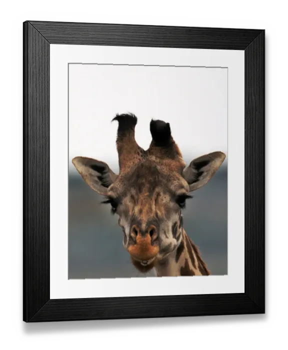 Framed Print : Kenya-Tourism-Giraffe Framed Print : Kenya-Tourism-Giraffe