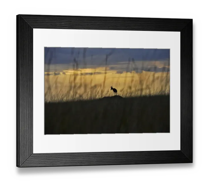 Framed Print : Kenya-Nature-Tourism-Animal Framed Print : Kenya-Nature-Tourism-Animal