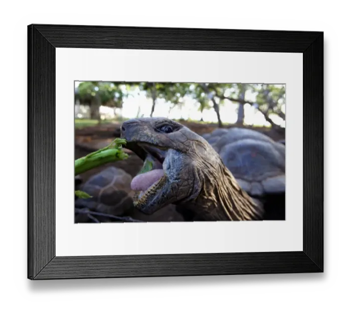 Framed Print : Tanzania-Zanzibar-Enivironment-Turtles