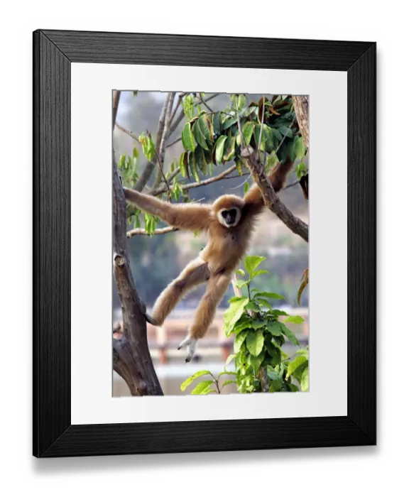 Framed Print : Thailand-Kenya-Wildlife-Zoo Framed Print : Thailand-Kenya-Wildlife-Zoo