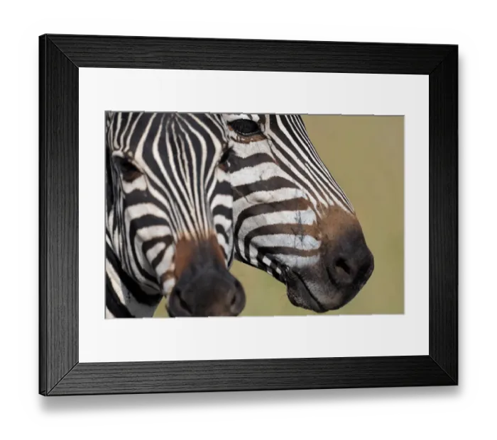 Framed Print : Animals-Zebra-Kenya-Mara Framed Print : Animals-Zebra-Kenya-Mara