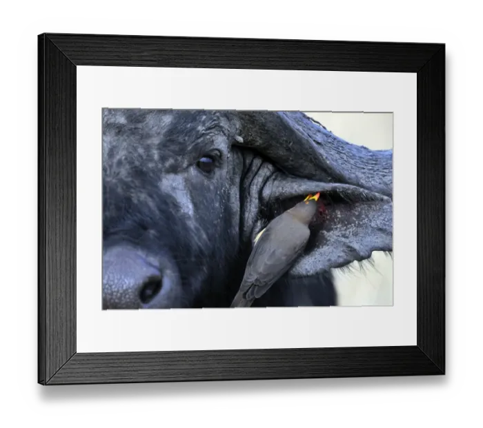 Framed Print : Cape Bufallo with an Red-billed Ox Pecker Framed Print : Cape Bufallo with an Red-billed Ox Pecker
