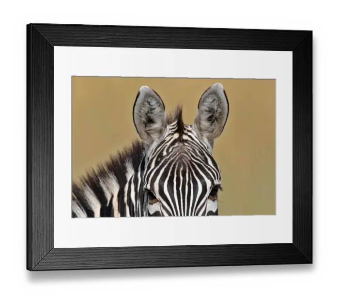 Framed Print : Animal-Zebra-Kenya-Mara Framed Print : Animal-Zebra-Kenya-Mara