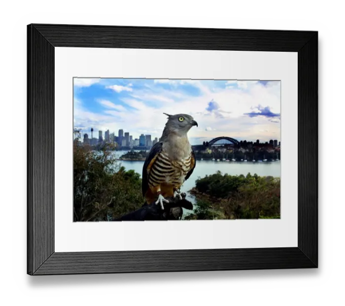 Framed Print : Australia-Taronga Zoo-Pacific Baza Framed Print : Australia-Taronga Zoo-Pacific Baza