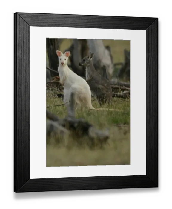 Framed Print : Australia-Animal-Wallaroo-Kangaroo-Conservation Framed Print : Australia-Animal-Wallaroo-Kangaroo-Conservation