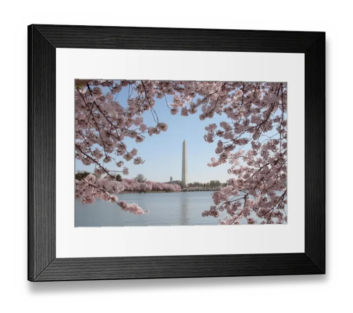 Framed Print : Us-Tourism-Cherry Blossoms Framed Print : Us-Tourism-Cherry Blossoms