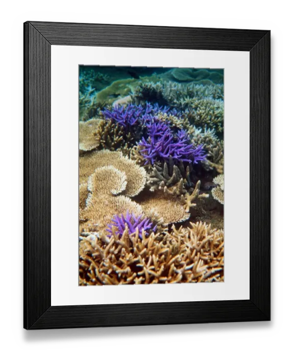 Framed Print : Caledonie-Environnement