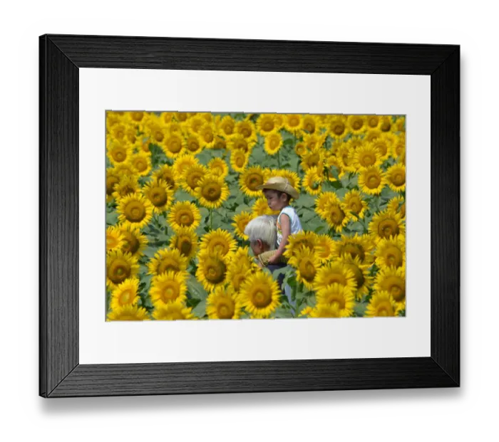 Framed Print : Japan-Summer-Sunflowers