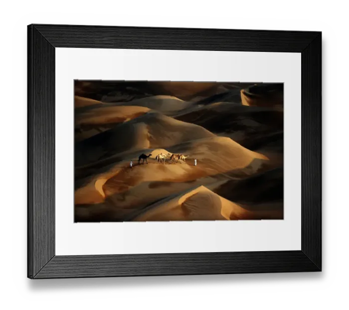Framed Print : Uae-Camel-Desert-Nature-Tourism Framed Print : Uae-Camel-Desert-Nature-Tourism