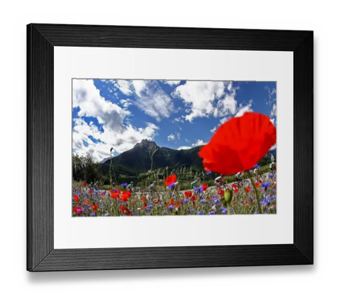 Framed Print : France-Travel-Flowers-Cycling