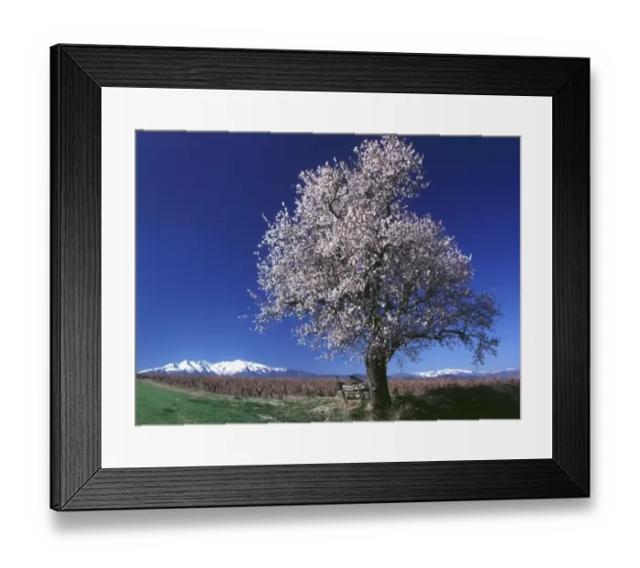 Framed Print : Spring-Tree Blossoms - Printemps-Arbre En Fleurs