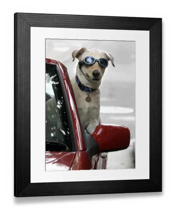 Framed Print : Australia-Dog