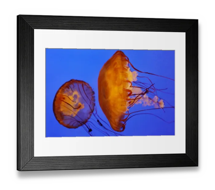 Framed Print : Australia-Animals-Jellyfish