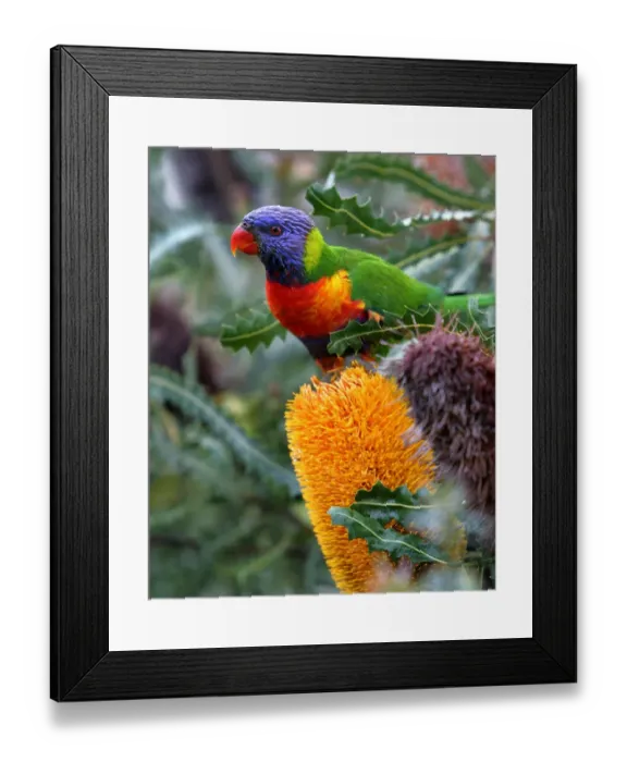 Framed Print : Files-Australia-Animals-Lorikeet-Offbeat Framed Print : Files-Australia-Animals-Lorikeet-Offbeat