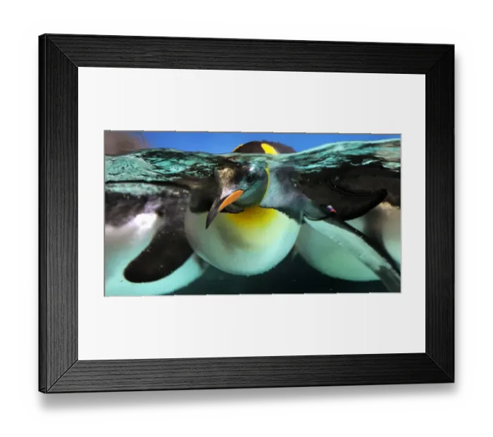 Framed Print : Australia-Animal-Penguin Framed Print : Australia-Animal-Penguin
