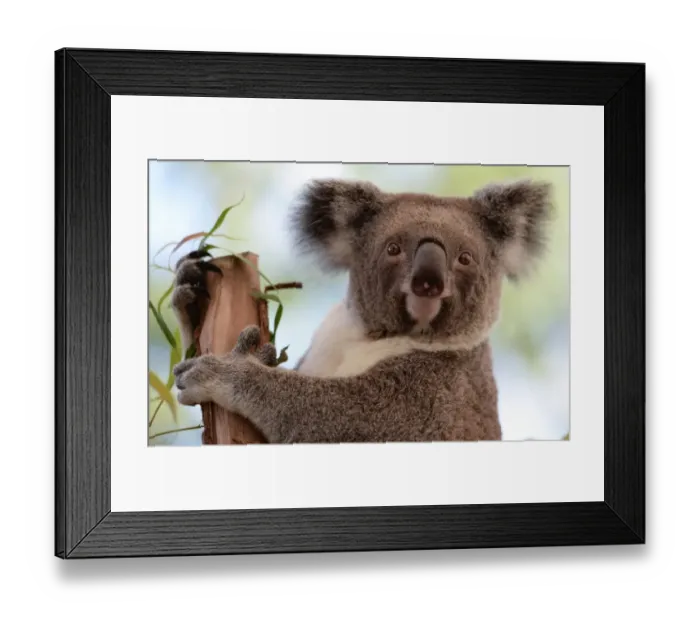 Framed Print : Australia-Animal-Conservation-Zoo