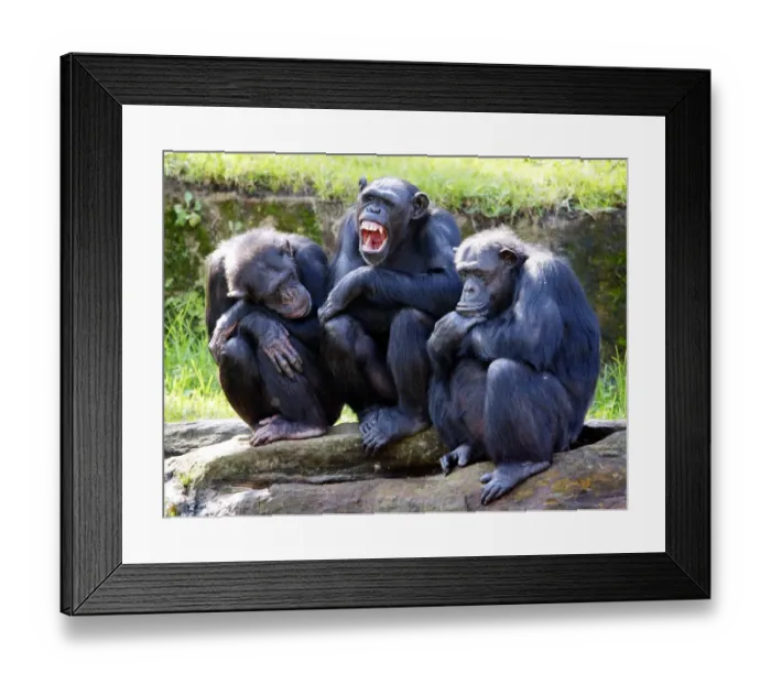 Framed Print : Australia-Animals-Chimpanzee