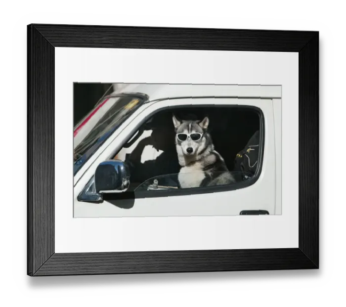 Framed Print : Australia-Animals-Dog Framed Print : Australia-Animals-Dog