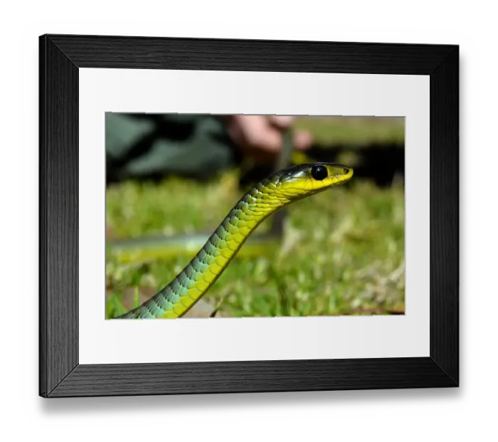Framed Print : Douniamag-Australia-Lifestyle-Wildlife-Animals-Snakes Framed Print : Douniamag-Australia-Lifestyle-Wildlife-Animals-Snakes
