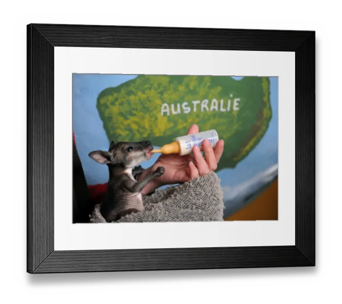Framed Print : Une personne nourrit avec du lait importe d Australie, Cruchot, un bebe wallaby Framed Print : Une personne nourrit avec du lait importe d Australie, Cruchot, un bebe wallaby