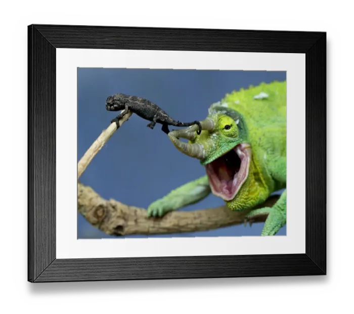 Framed Print : Australia-Nature-Zoo-Chameleon Framed Print : Australia-Nature-Zoo-Chameleon