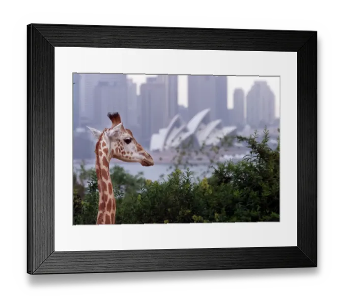 Framed Print : Australia-Zoo-Sydney