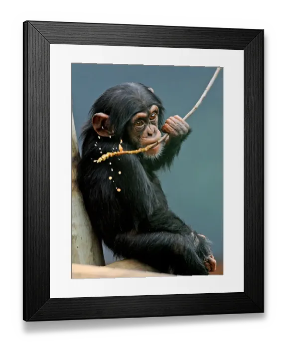 Framed Print : Australia-Zoo-Chimpanzees