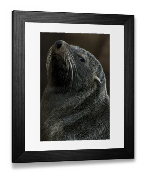 Framed Print : Uruguay-Animal-Seals-Sea Lions-Reserve-Isla De Lobos Framed Print : Uruguay-Animal-Seals-Sea Lions-Reserve-Isla De Lobos