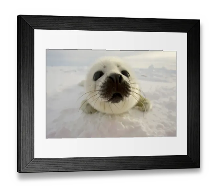 Framed Print : Canada-Animals-Harp Seals Framed Print : Canada-Animals-Harp Seals