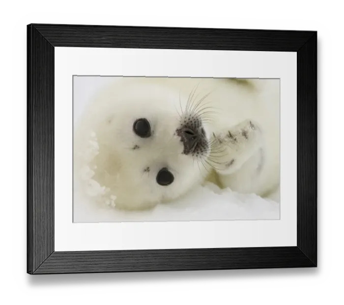 Framed Print : Canada-Animals-Harp Seals