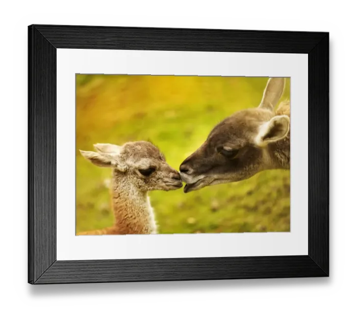 Framed Print : Germany-Animals-Zoo-Guanaco