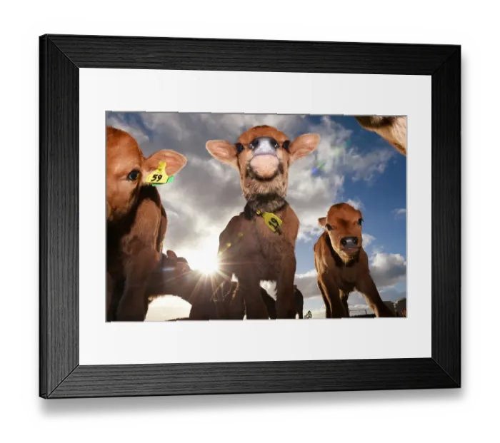Framed Print : Nzealand-Farm-Agriculture Framed Print : Nzealand-Farm-Agriculture