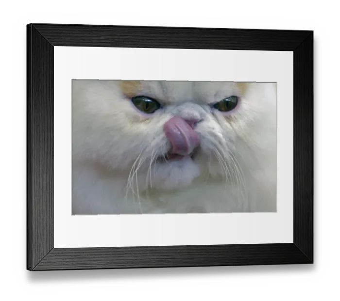 Framed Print : Colombia-Cats-Exhibition