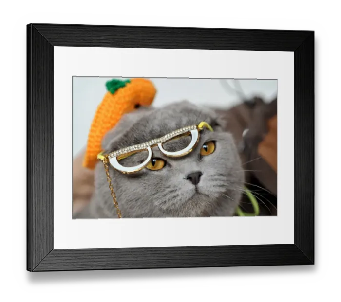 Framed Print : Wearing a hat and glasses a Scottish Fold cat looks on during a cat exhibition in