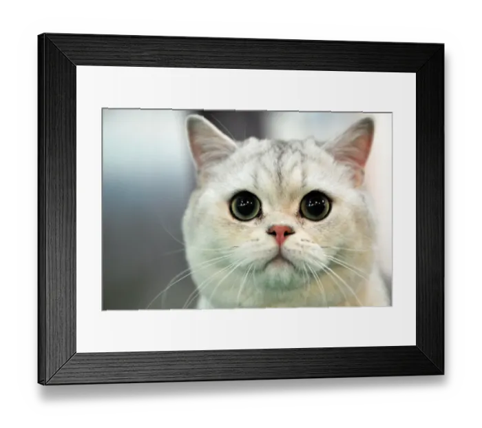 Framed Print : A British Shorthair cat looks on during a cat exhibition in Bishkek on March 23, 2013 Framed Print : A British Shorthair cat looks on during a cat exhibition in Bishkek on March 23, 2013