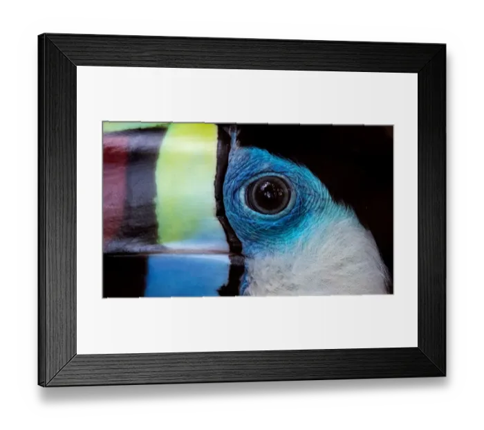 Framed Print : Malaysia-Animals-Bird-Toucan Framed Print : Malaysia-Animals-Bird-Toucan