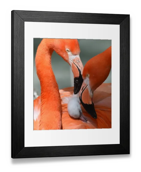 Framed Print : Animals. Agence France-Presse (AFP). Animals Framed Print : Animals. Agence France-Presse (AFP). Animals