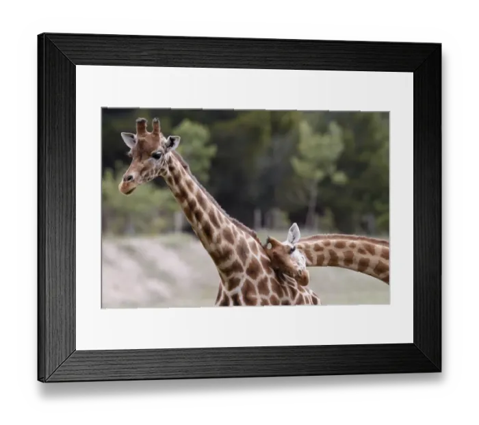 Framed Print : France-African-Reserve-Sigean