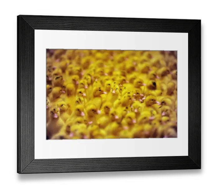 Framed Print : France-Agriculture-Farming-Ducklings Framed Print : France-Agriculture-Farming-Ducklings