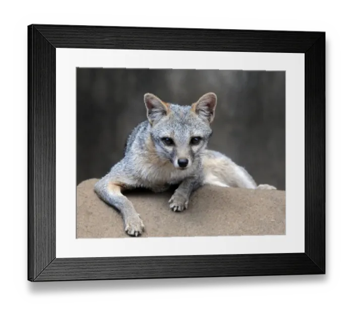 Framed Print : Nicaragua-Earth Day-Stoche Cat