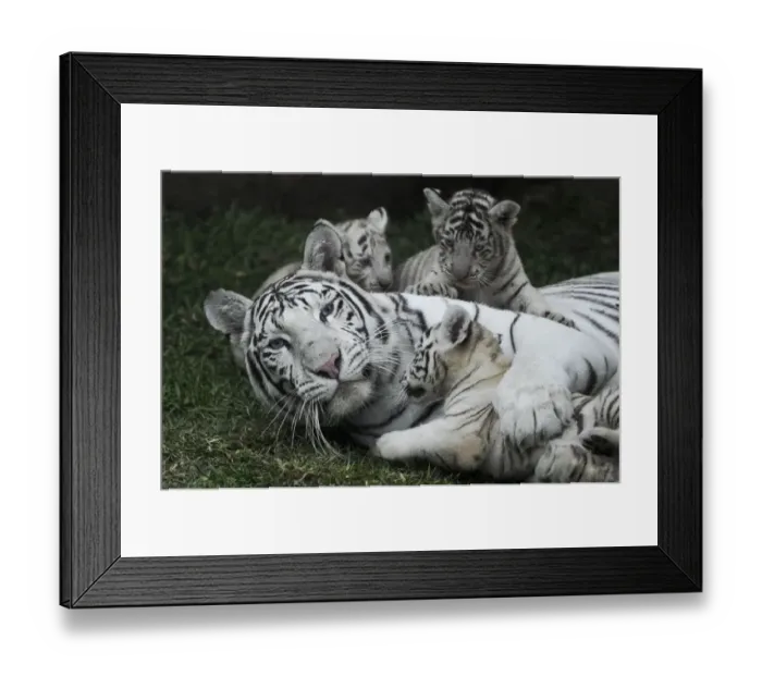 Framed Print : Peru-Animals-White Bengal Tigers Framed Print : Peru-Animals-White Bengal Tigers