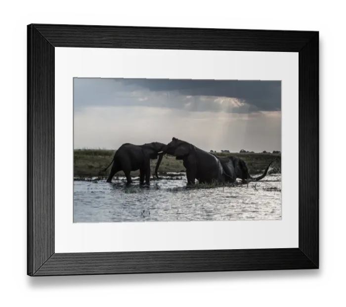 Framed Print : Botswana-Environment-Wildlife-Elephants