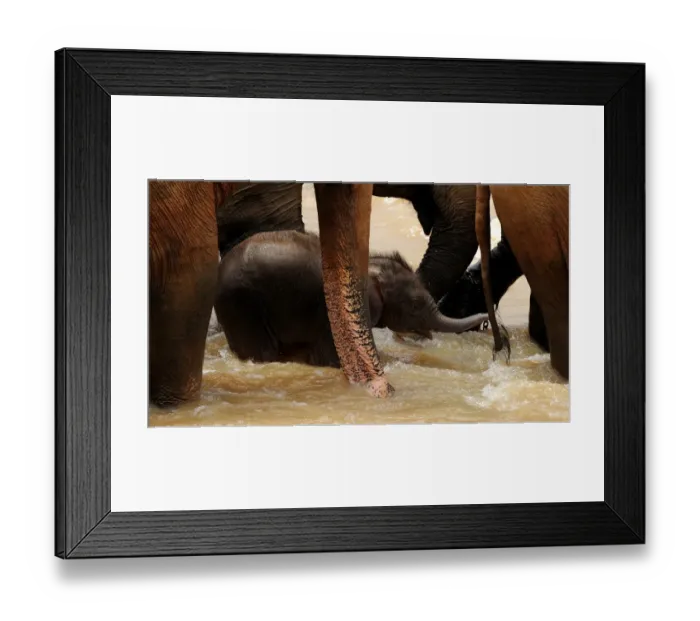 Framed Print : Sri Lanka - Wildlife - Elephants